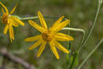 Common Leopardbane